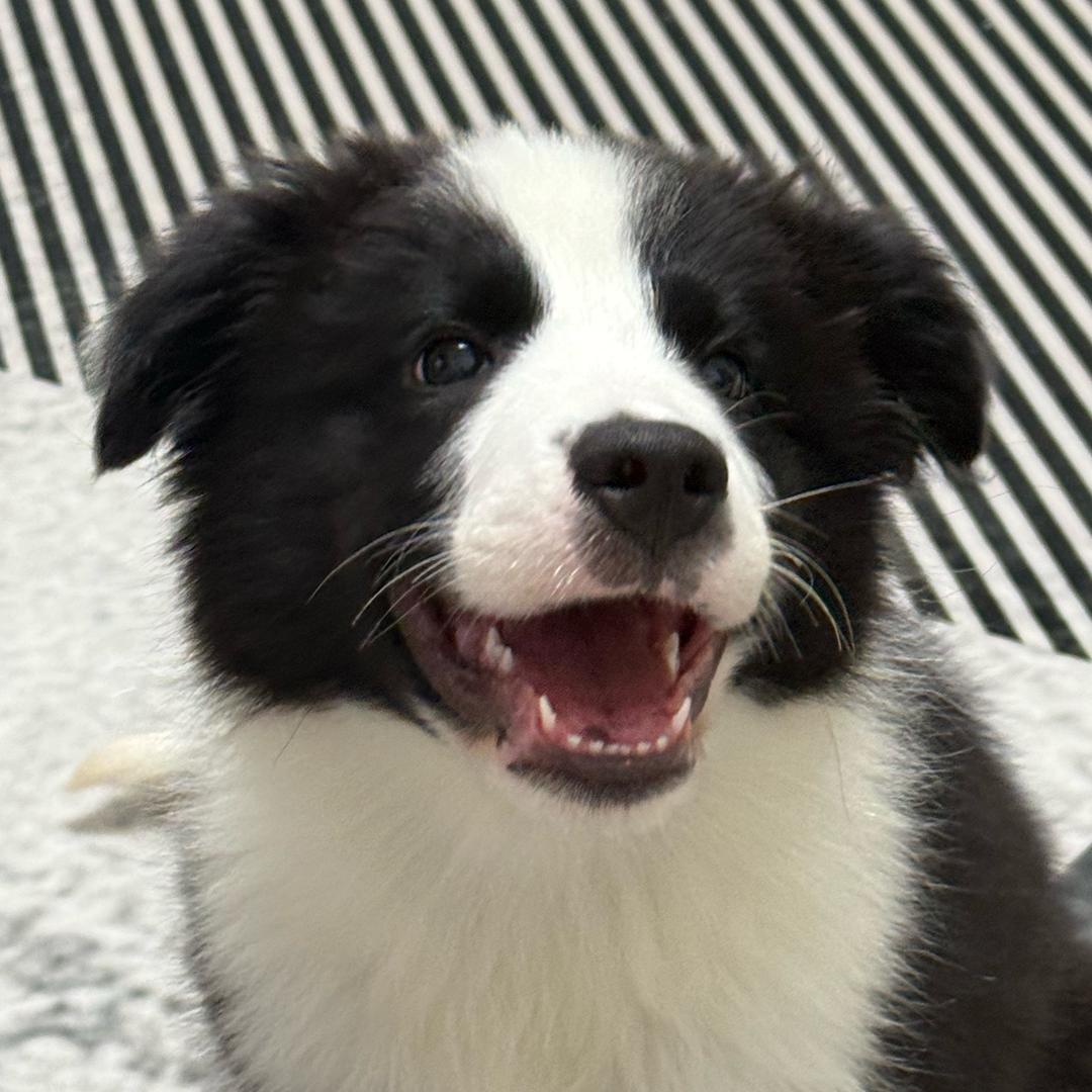 兜子的兜🐶🐱