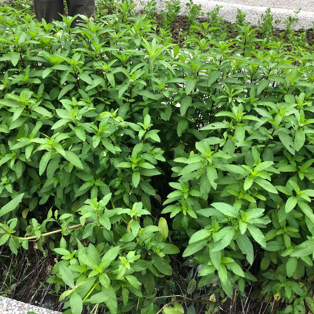 王芹