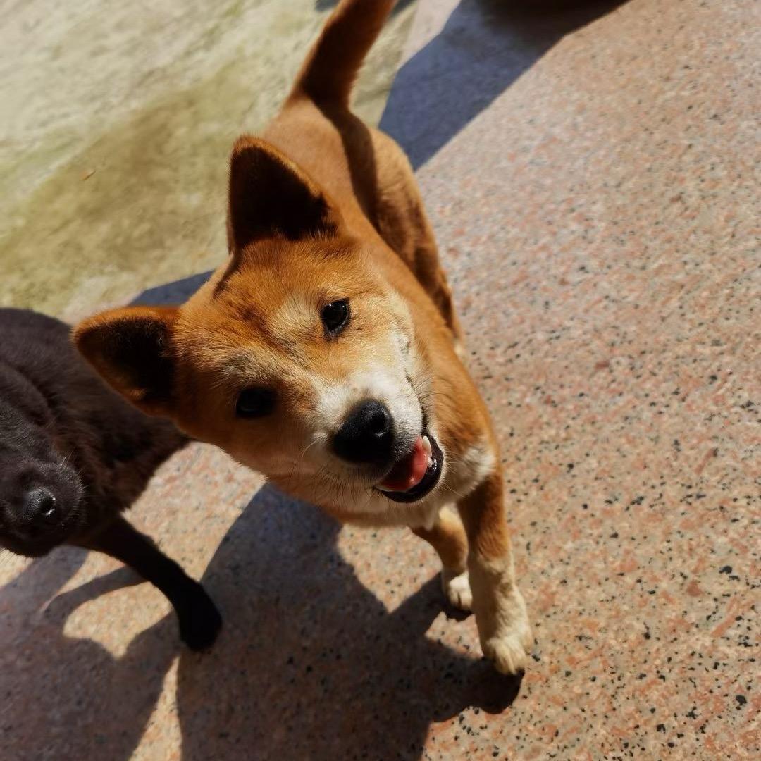 田园犬旺小铺