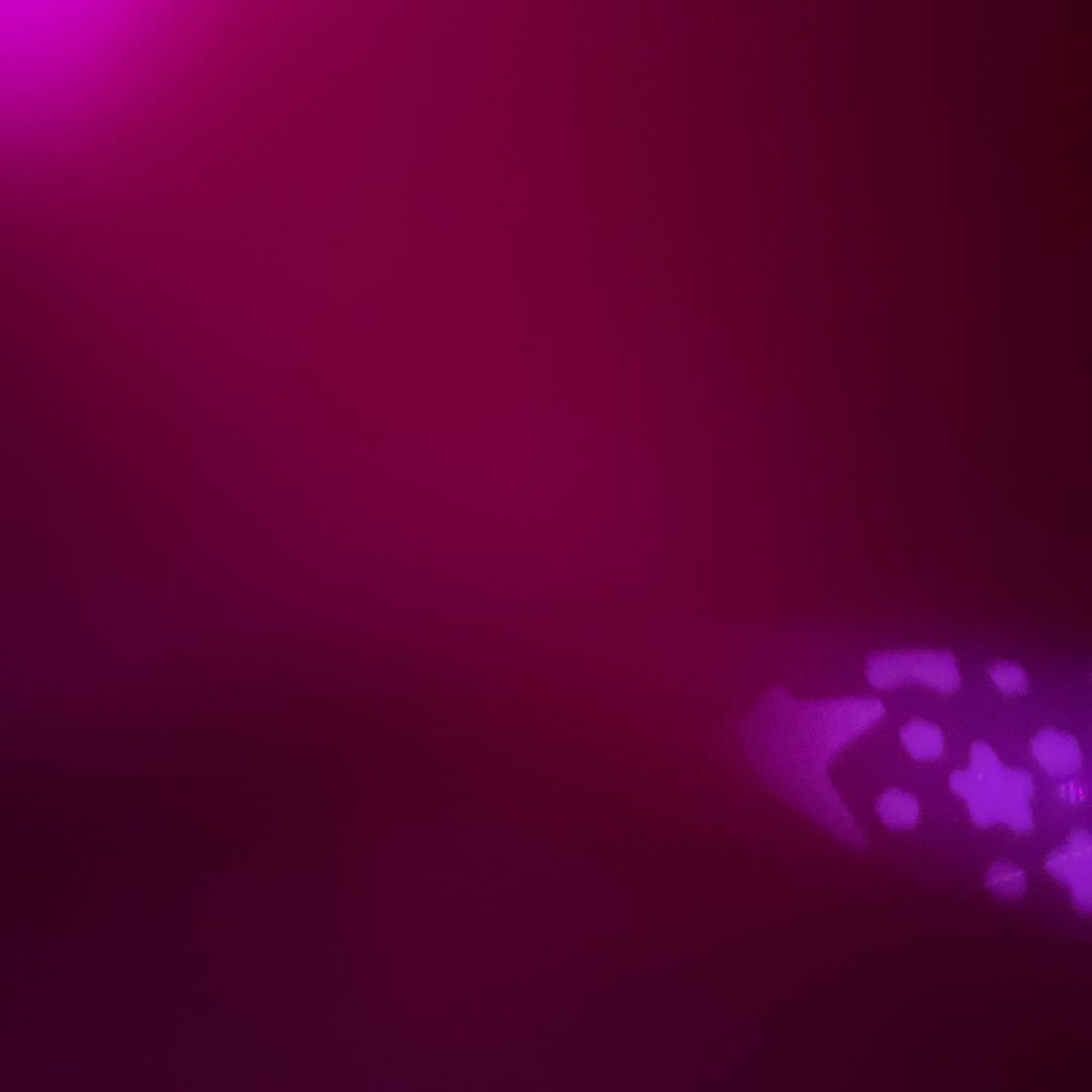 家有两只“小龙虾”