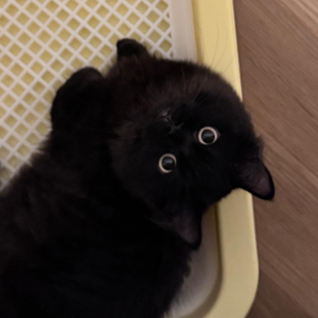 蛋挞喵