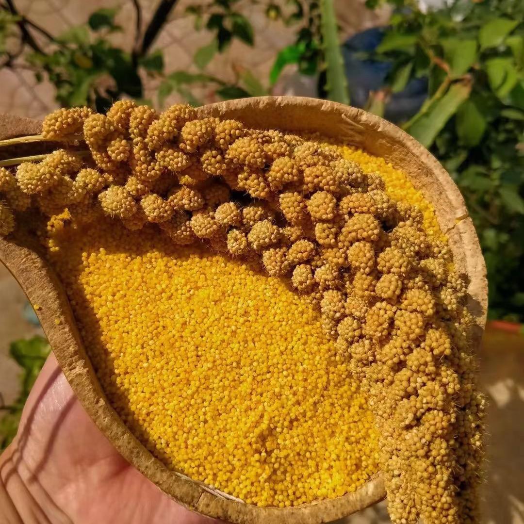 正宗米脂油小米