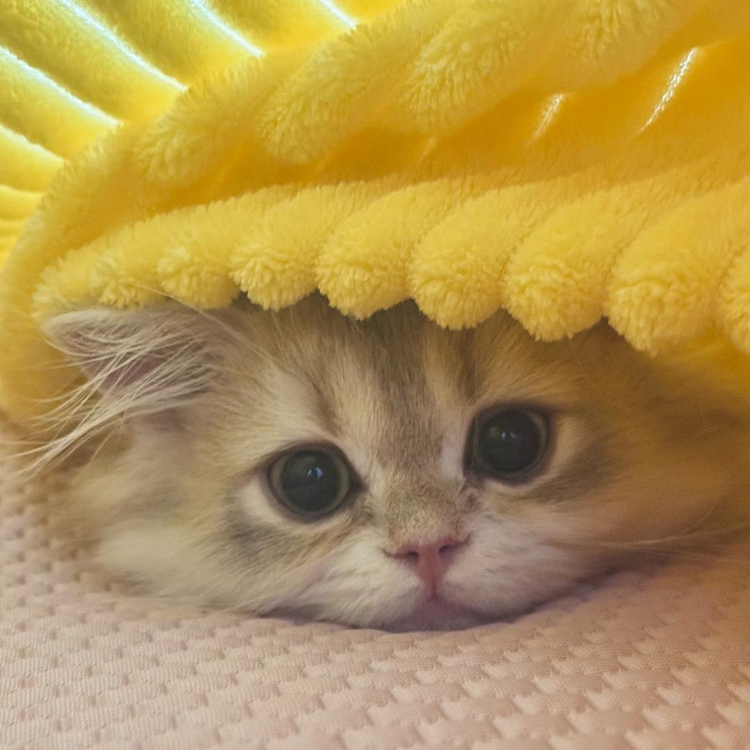 悲伤的板烧鸡腿堡