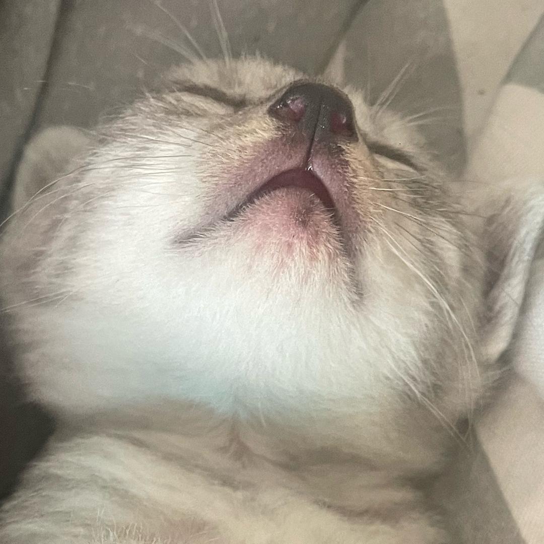 比我心更软的是我的屎·