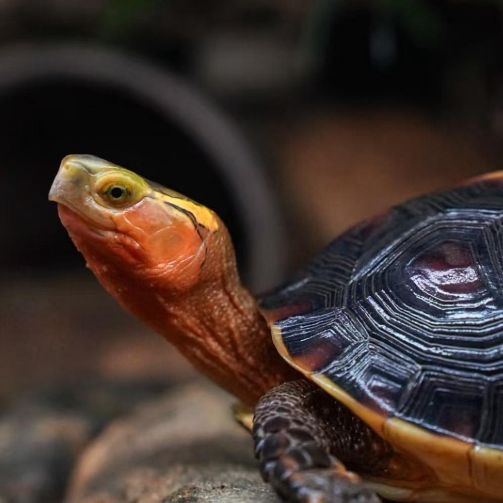 万龟山生态养殖