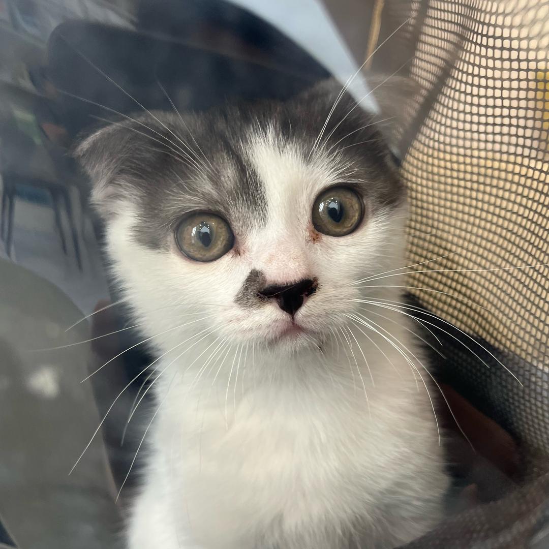 两只猫