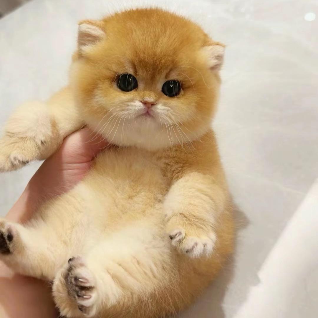 💗多糖鉴猫💗（直播号）养猫达人