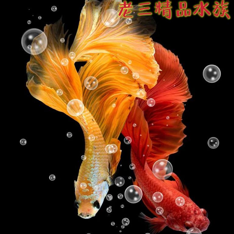 辽东老三渔场水族世界