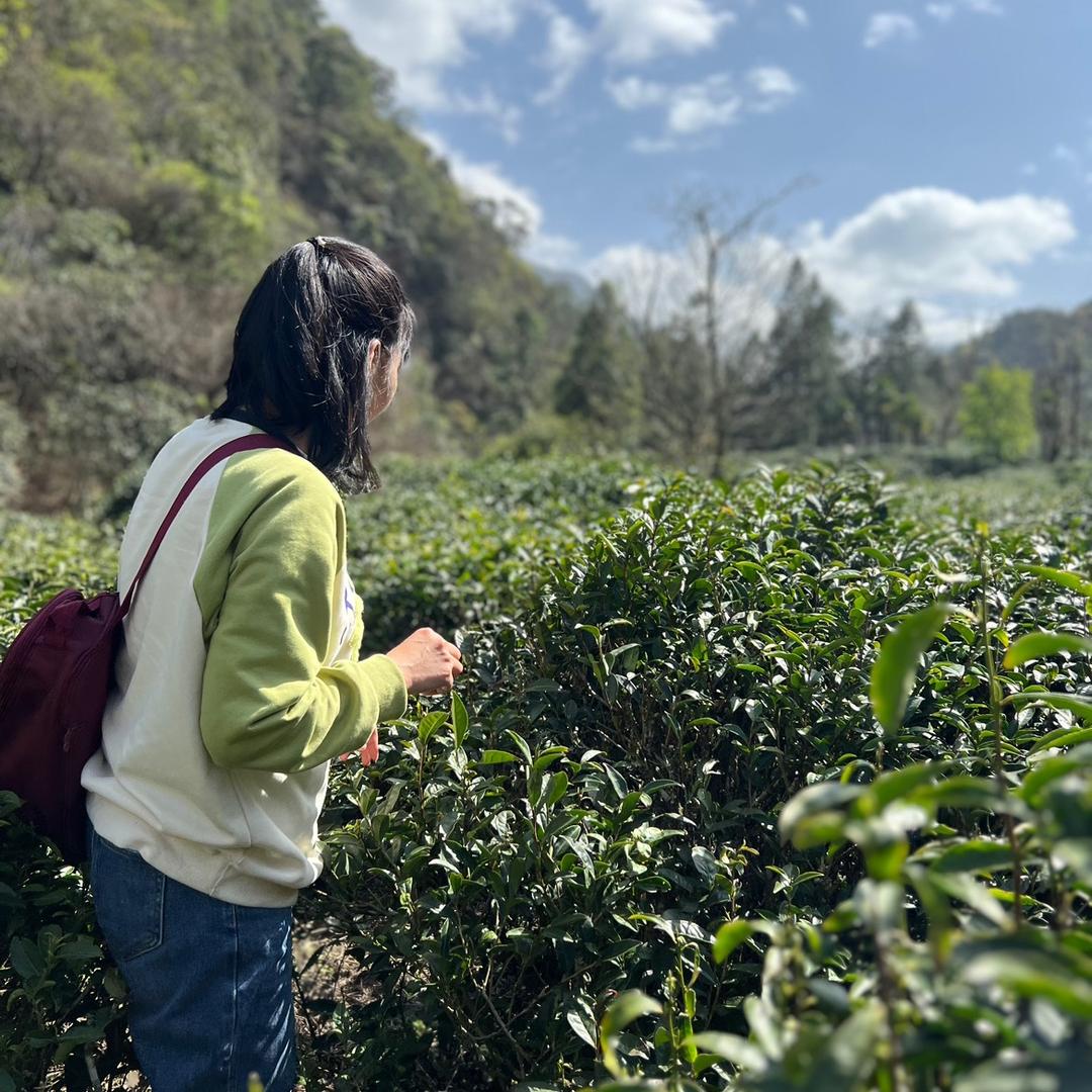 菩吾箴言茶事