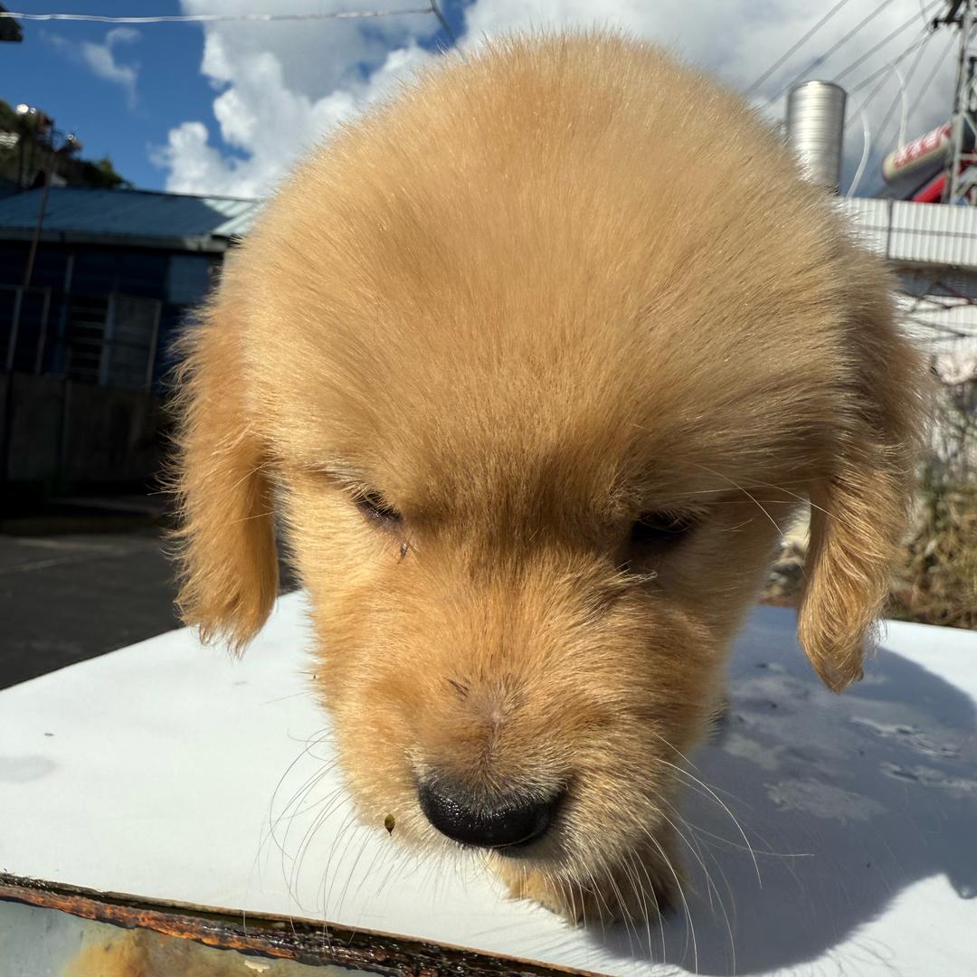 元盾（抓阄成功版）