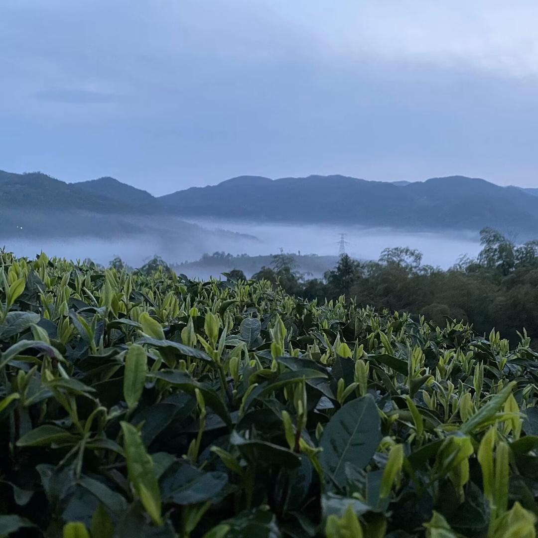 初尘荒野 福鼎白茶