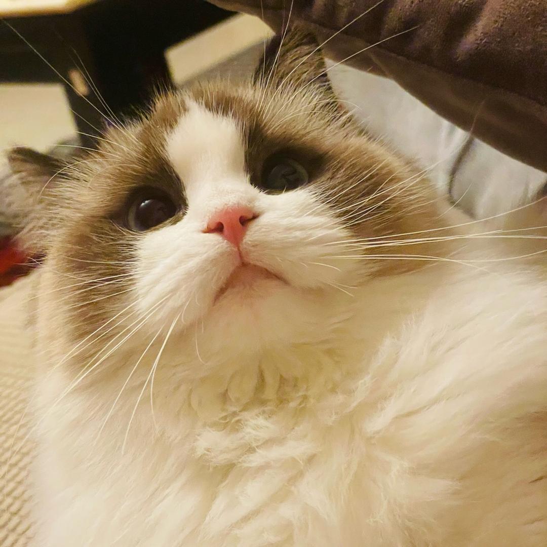 猫咪🐱三小只