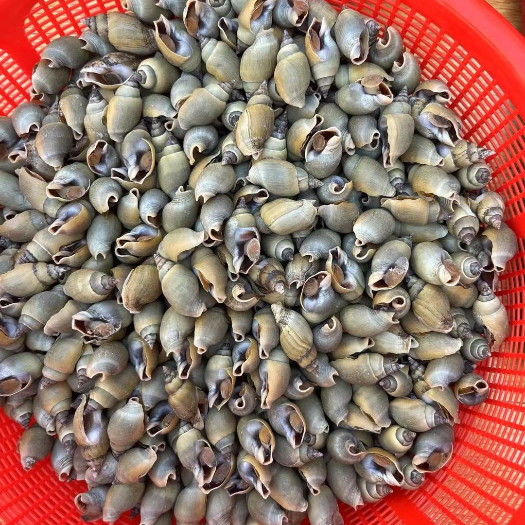 海螺鲜鲜