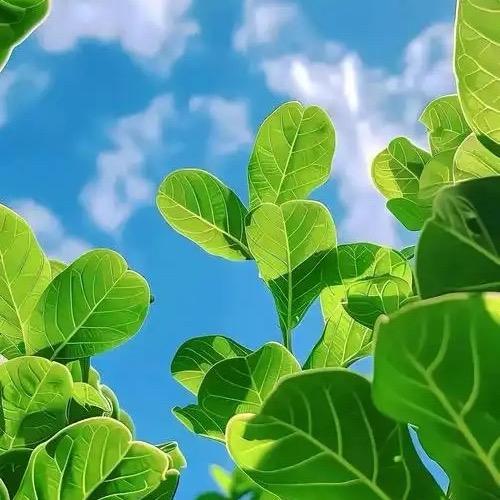 红鼻子