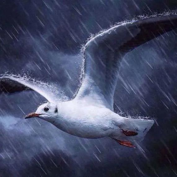 像黑色的闪电⚡️飞翔🪽