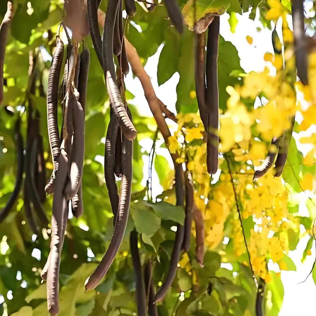 拉果拉的多（菲菲）