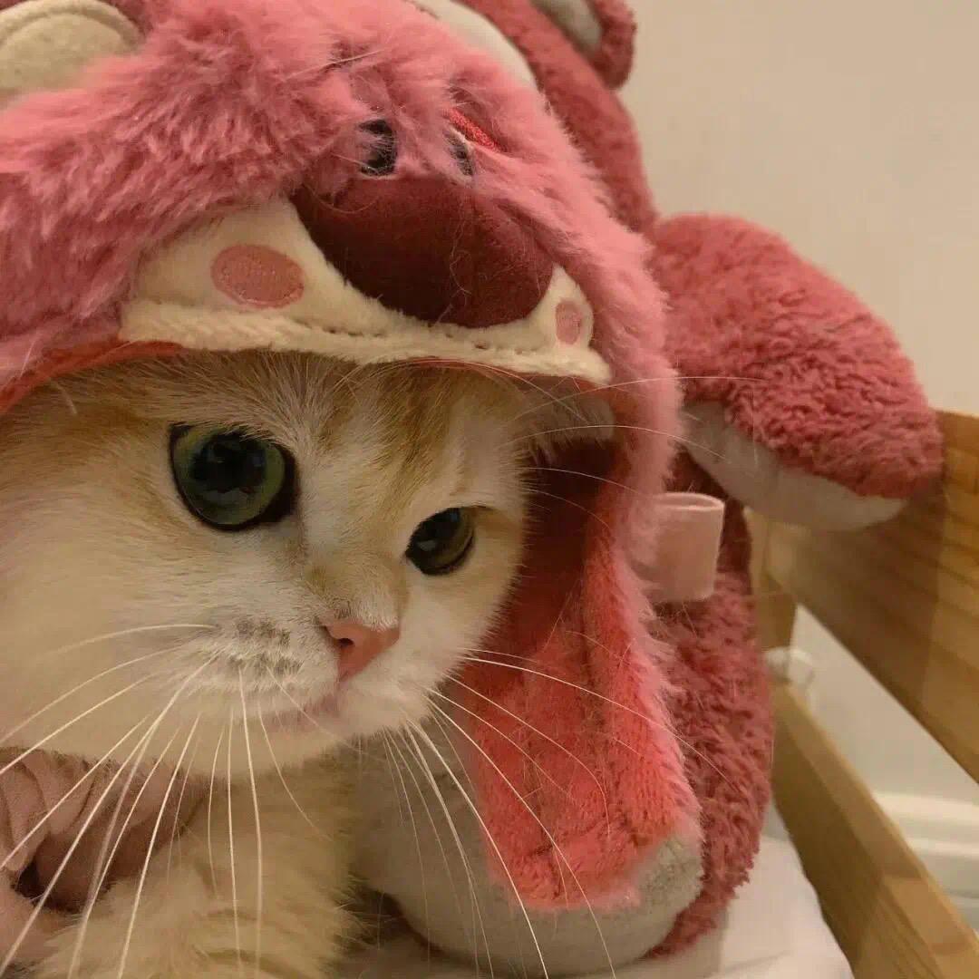 小猫叫妮妮