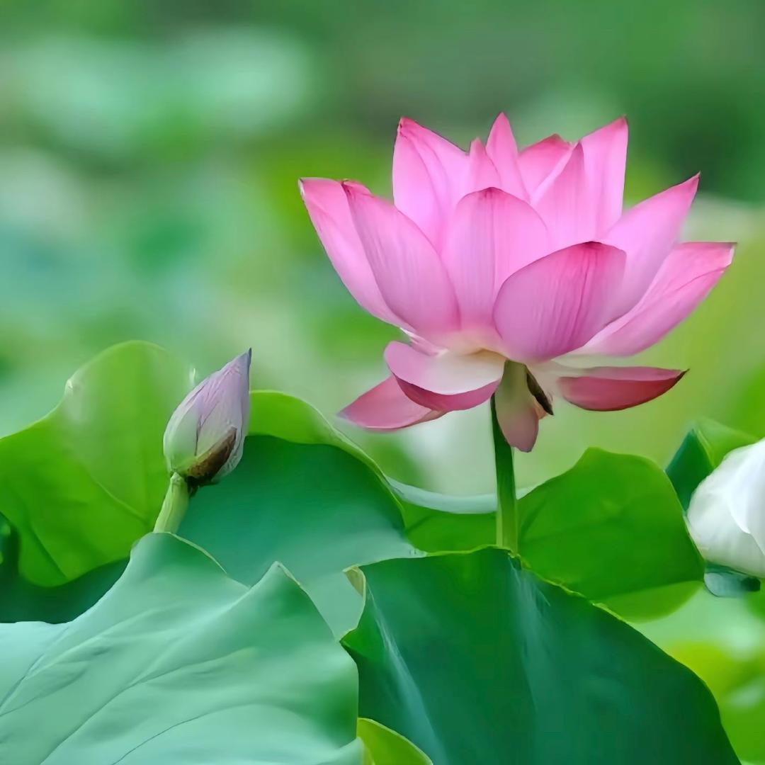 好运常伴