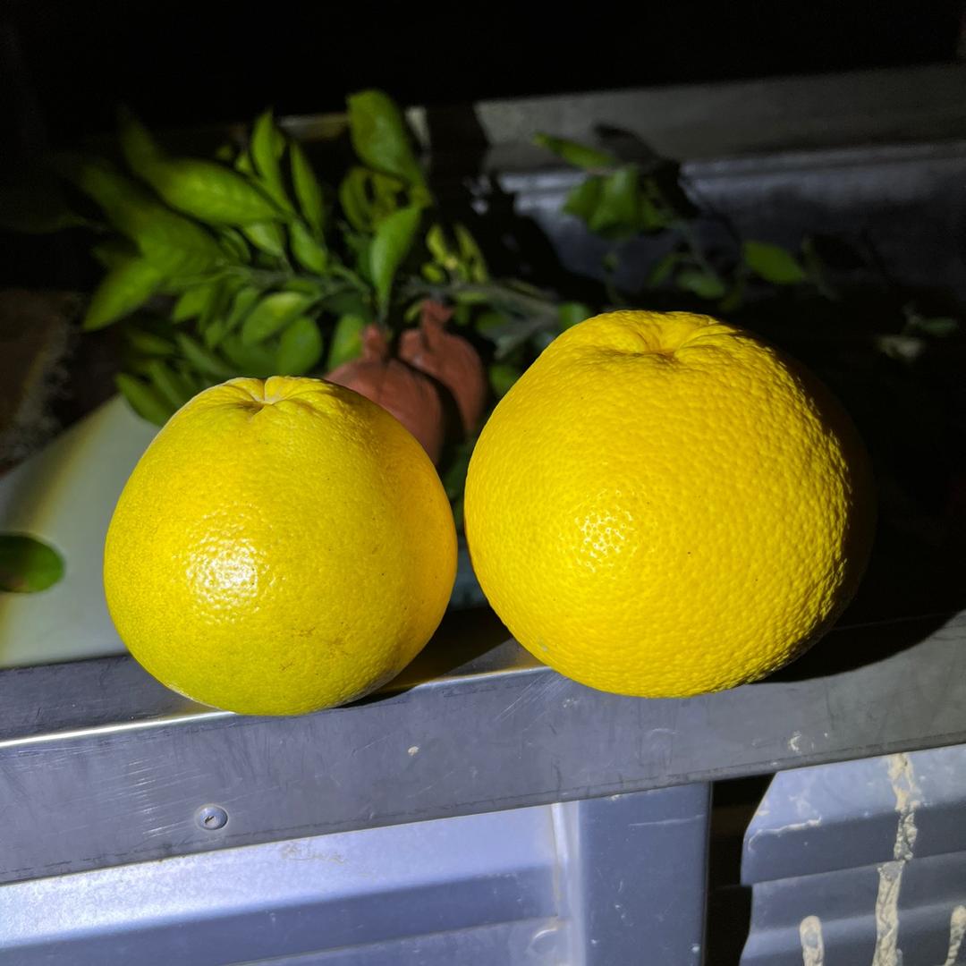 老农苗木坊