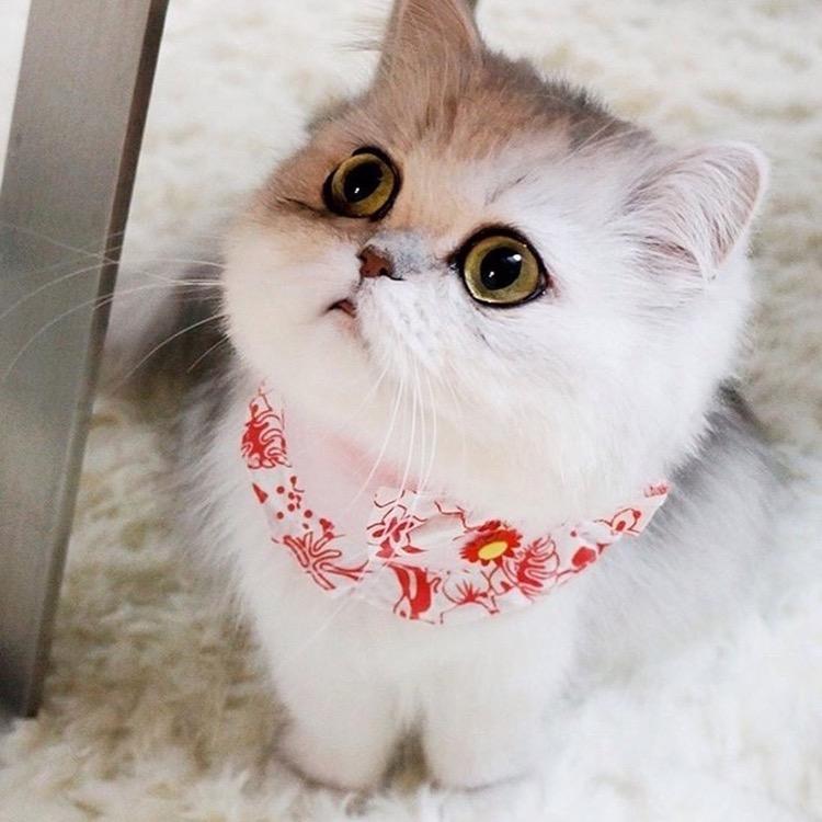 月光伊人
