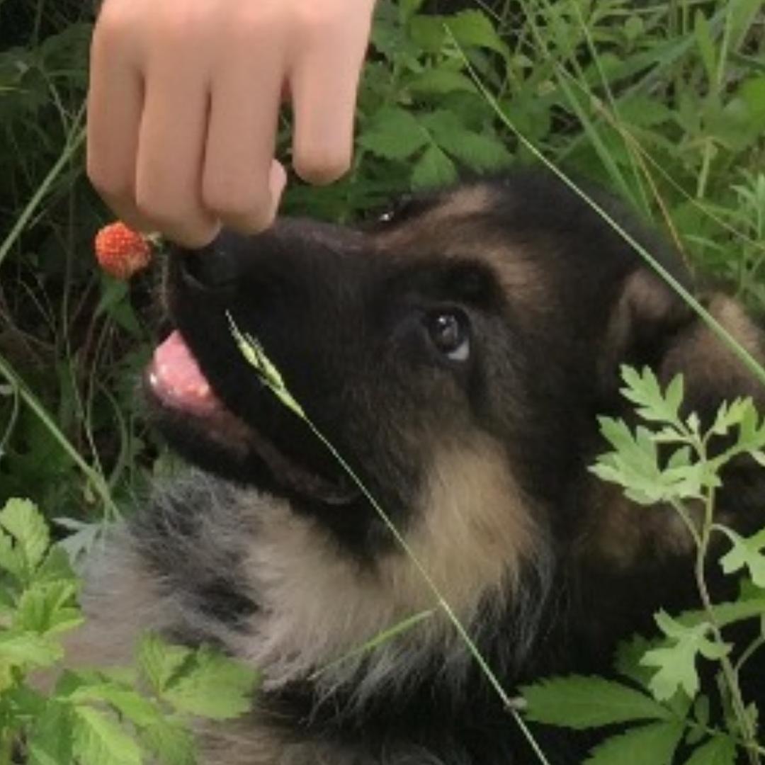 宠物零食甄选（爵宴专场）