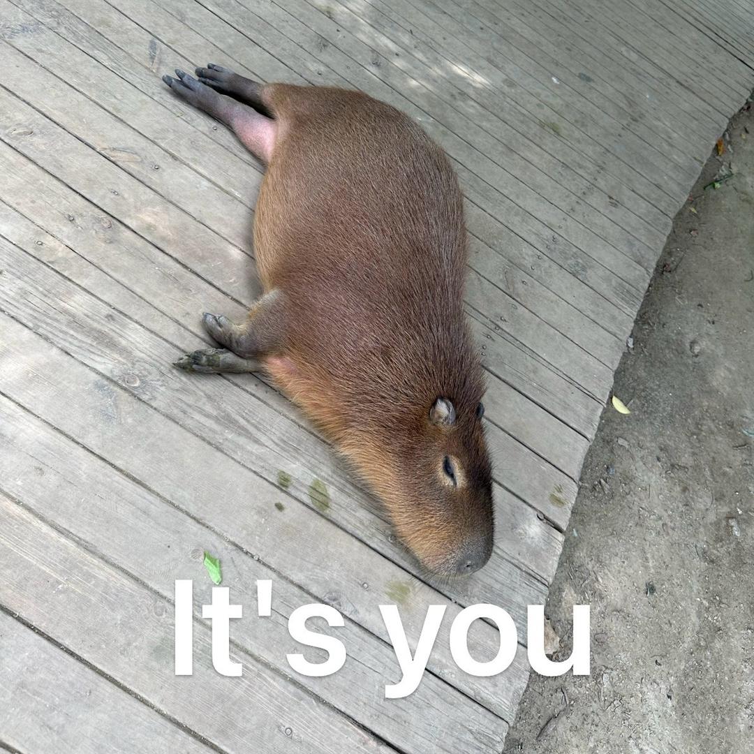 Capybara🐾