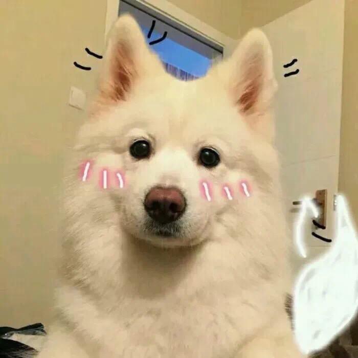 河北东混子哥