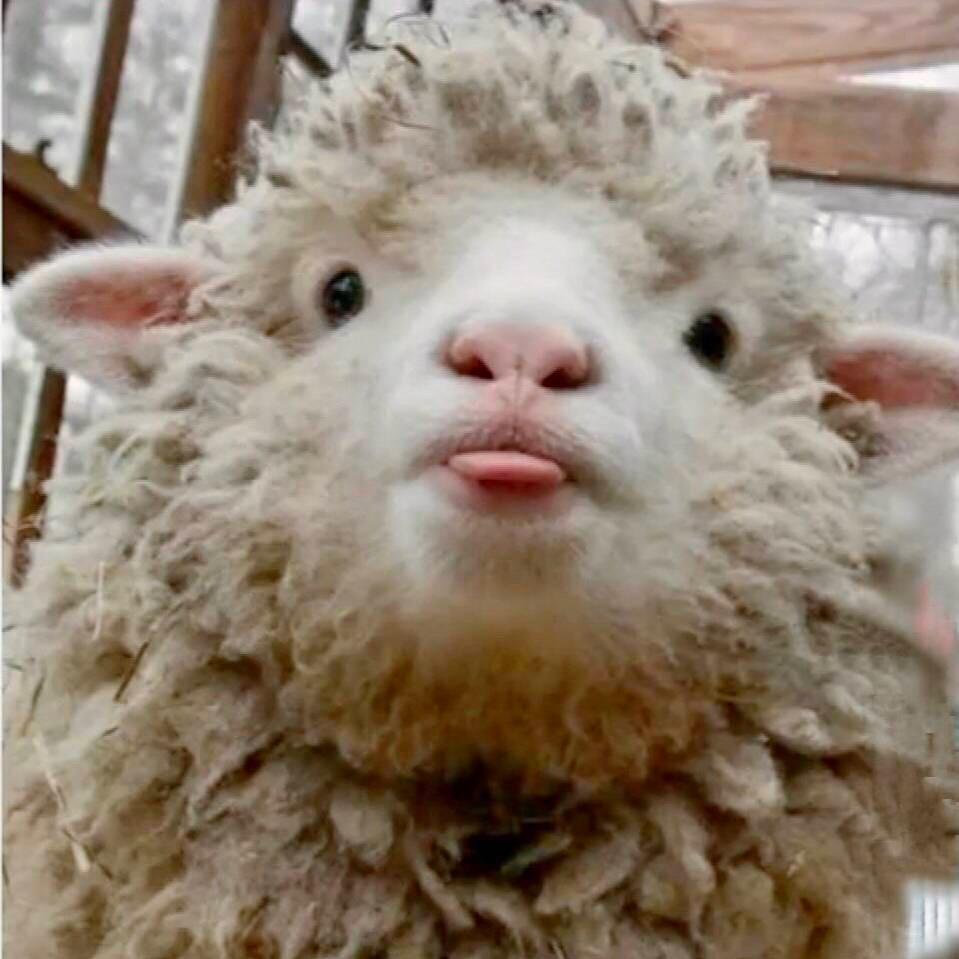 一只小🐑