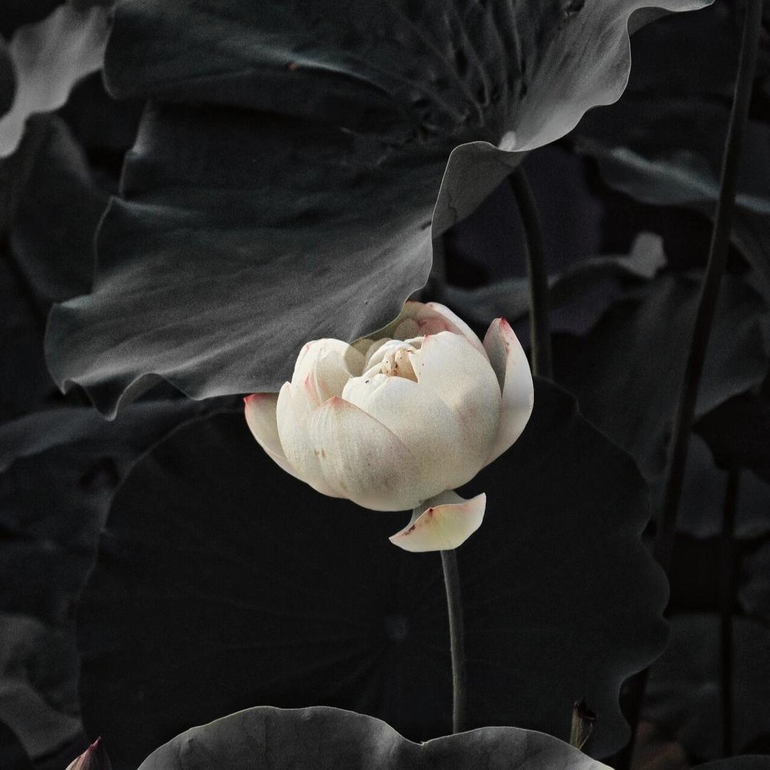 🌹心在天外