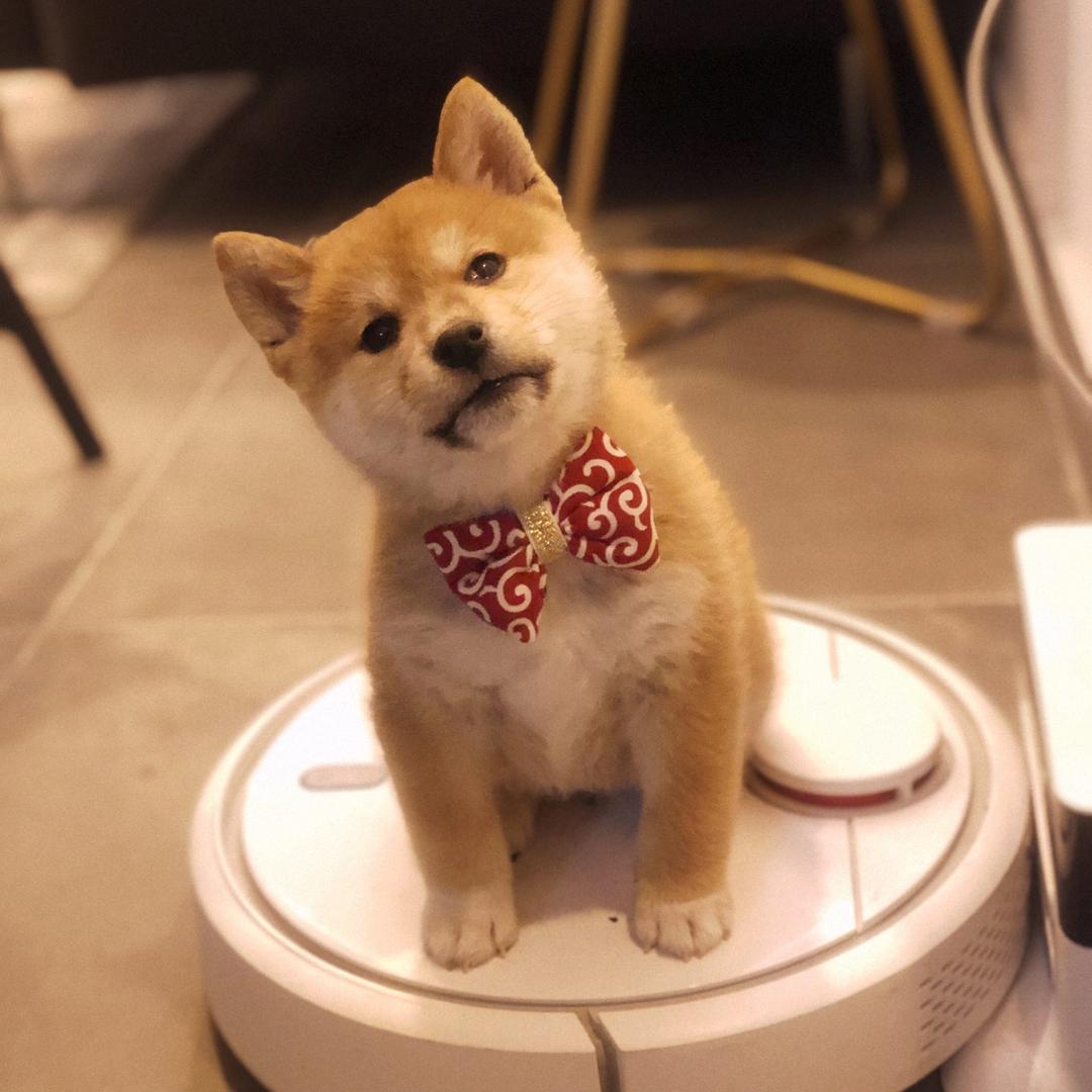 柴犬柏万