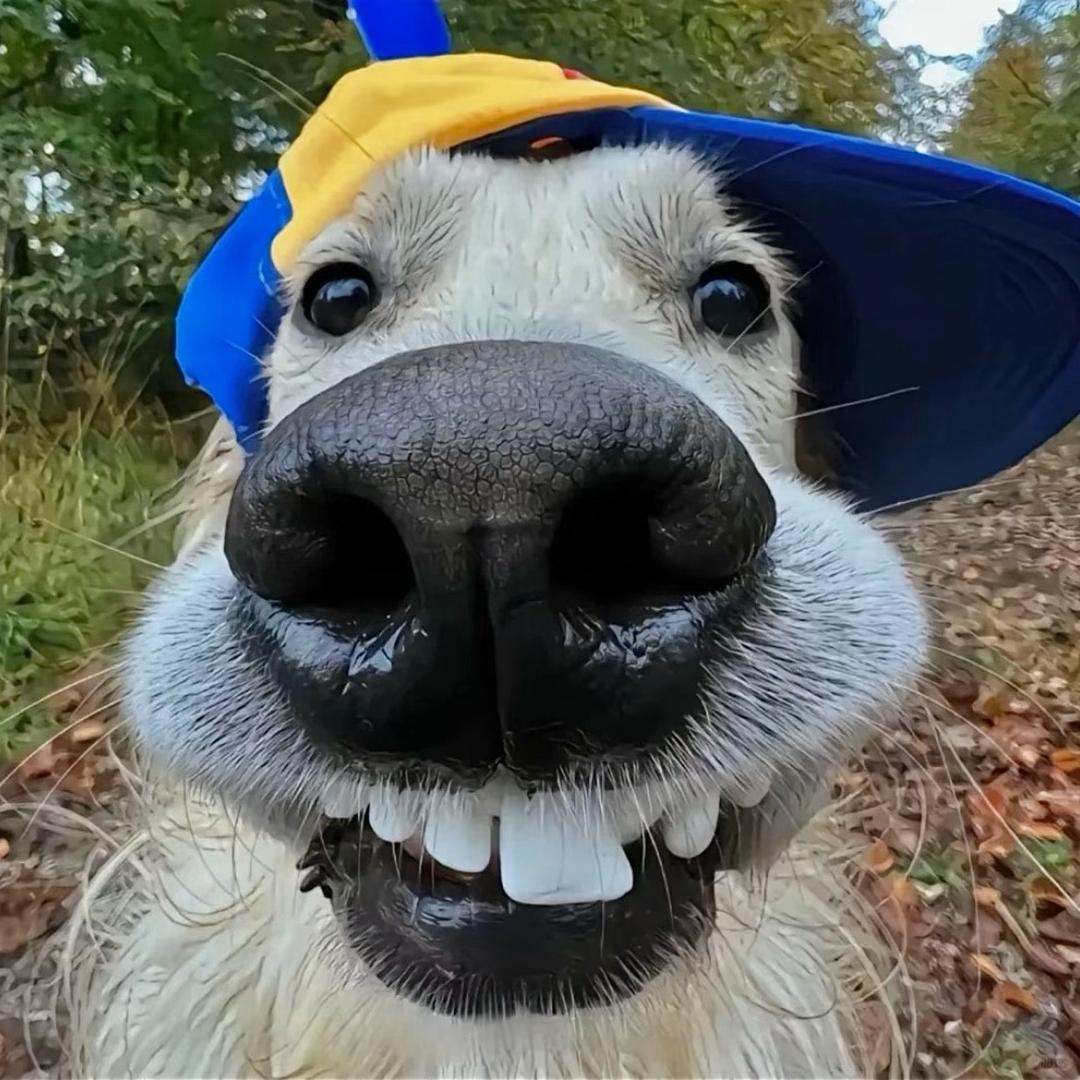 𝒍𝒊-