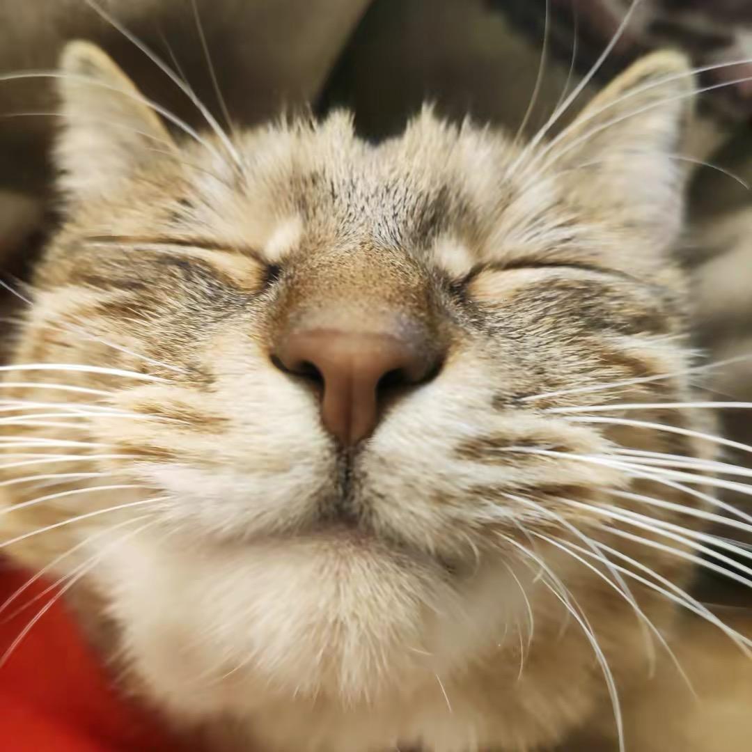 家有倆傻猫❤️.