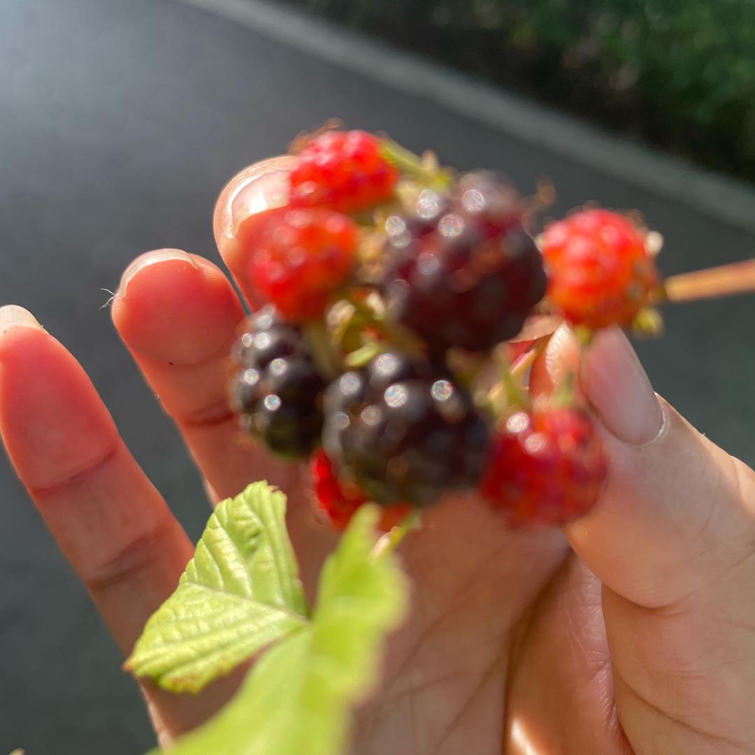 可惜我是水瓶座