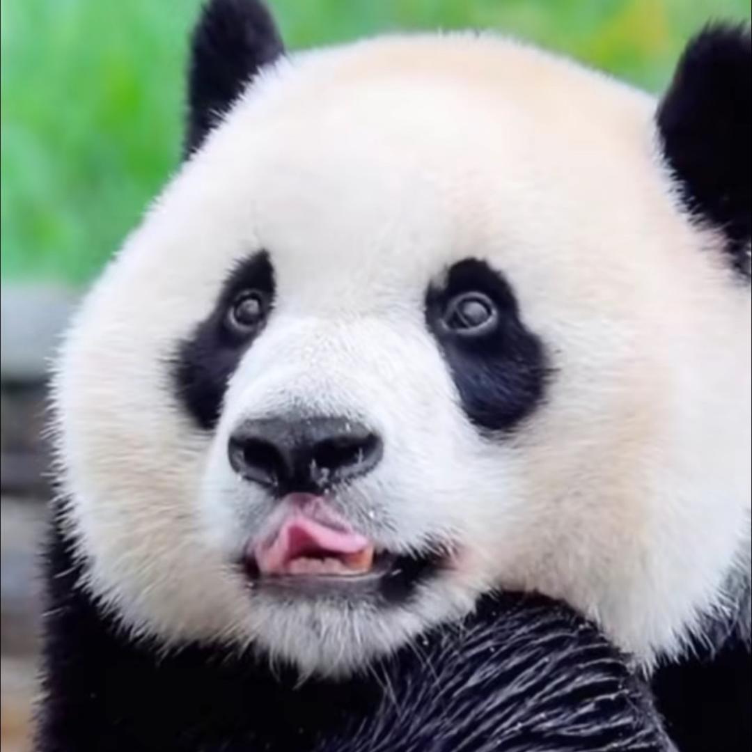 桃桃桃