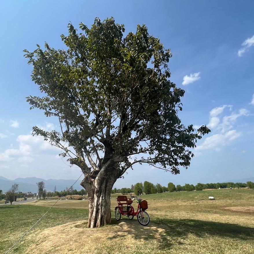 沈丘县积米淘机-青青