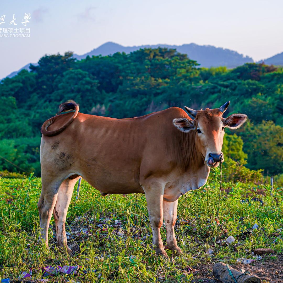 我是西瓜冰可乐