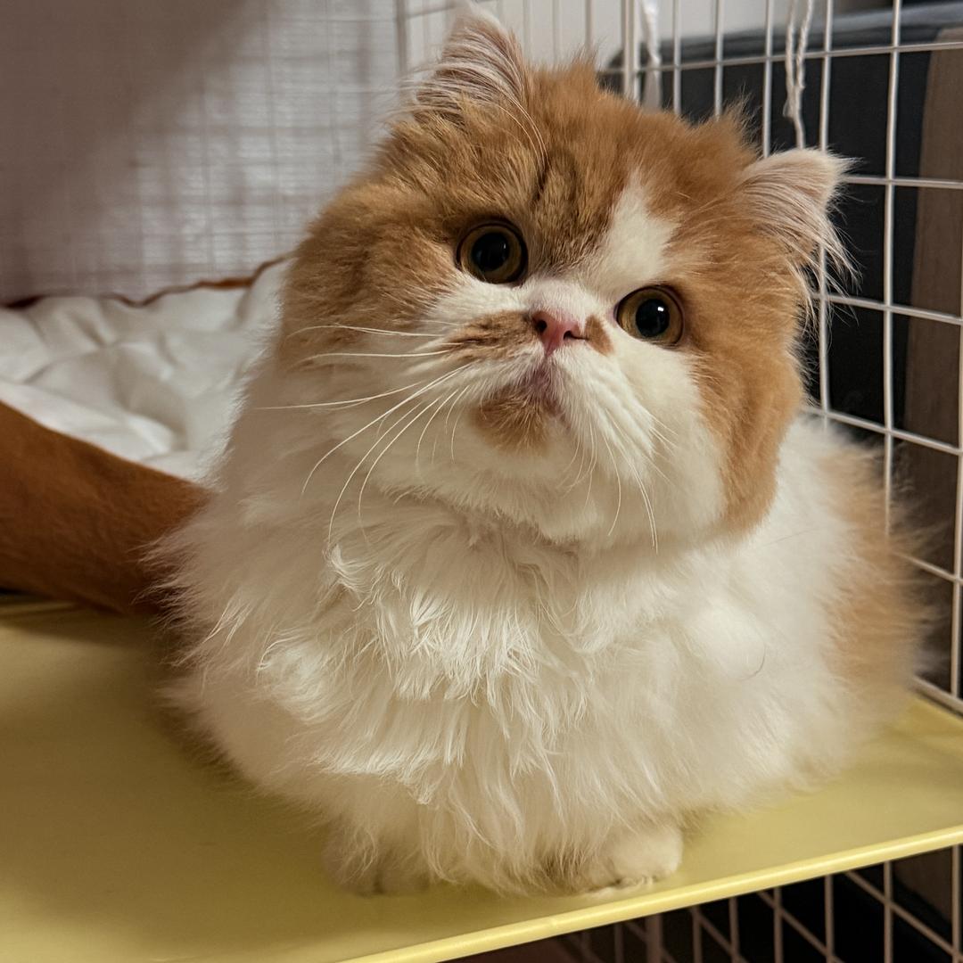 喵可可的矮脚猫