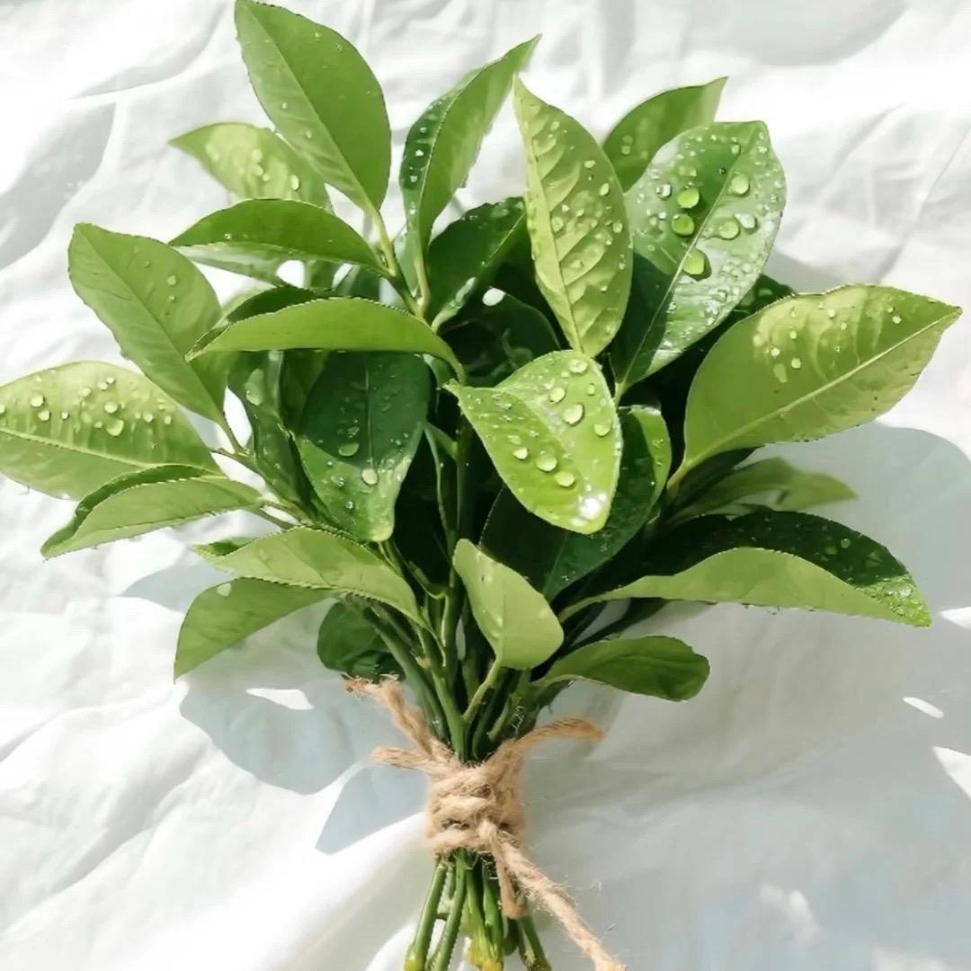 吹吹人间发财风