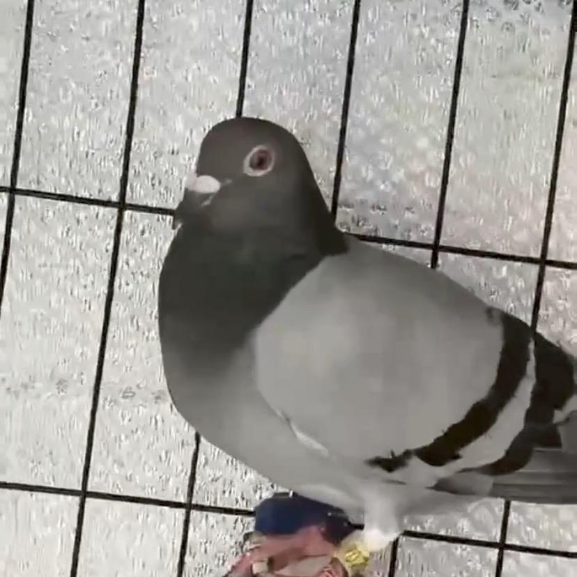 泰戈