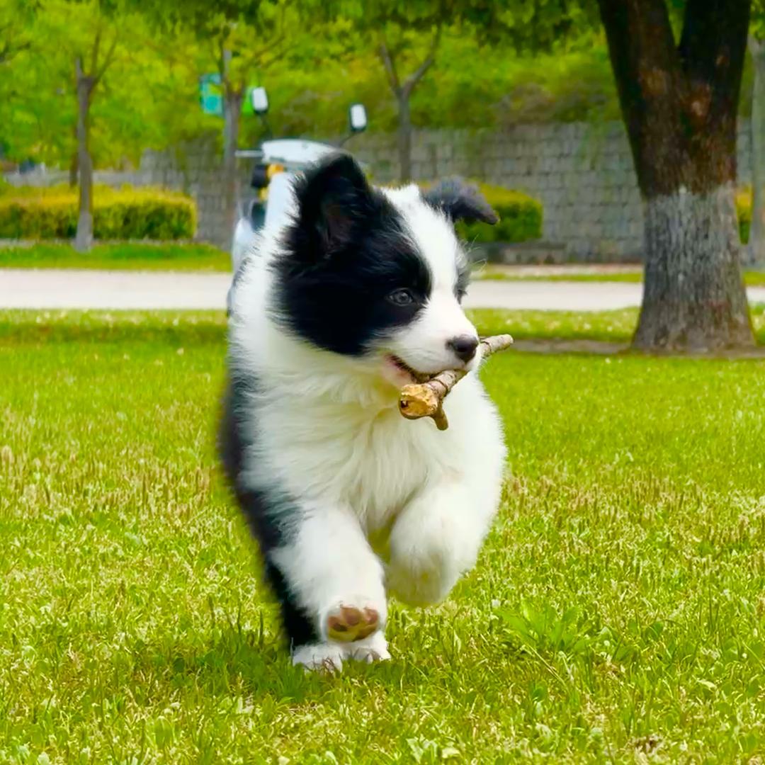 家有喜宝（边境牧羊犬）