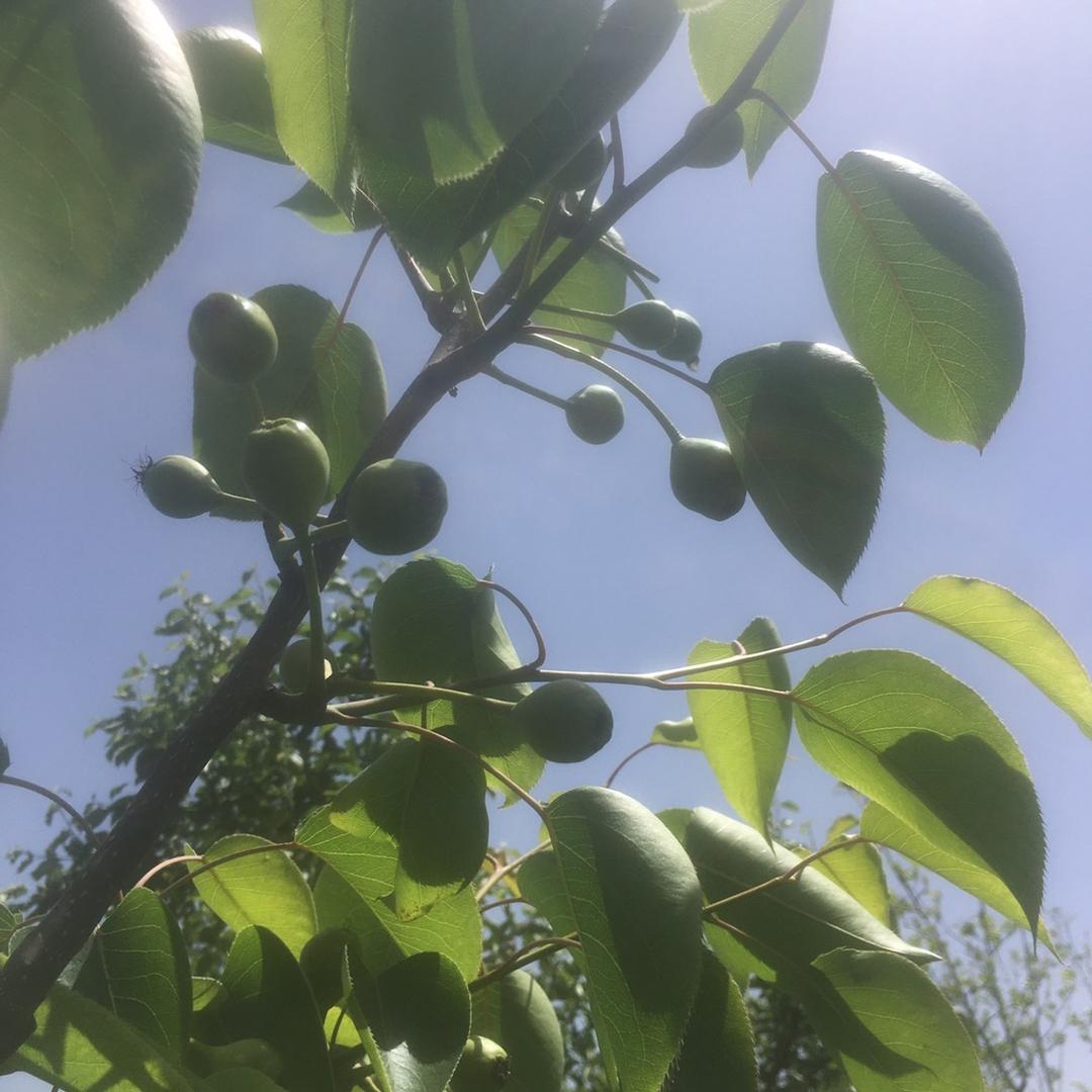 牛