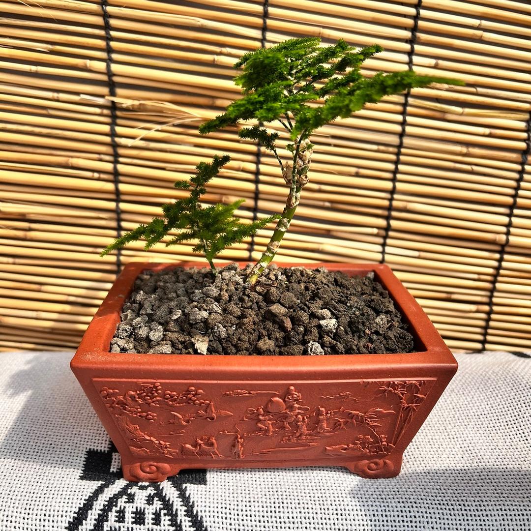 海港区竹园农产品种植园笑笑云竹盆景