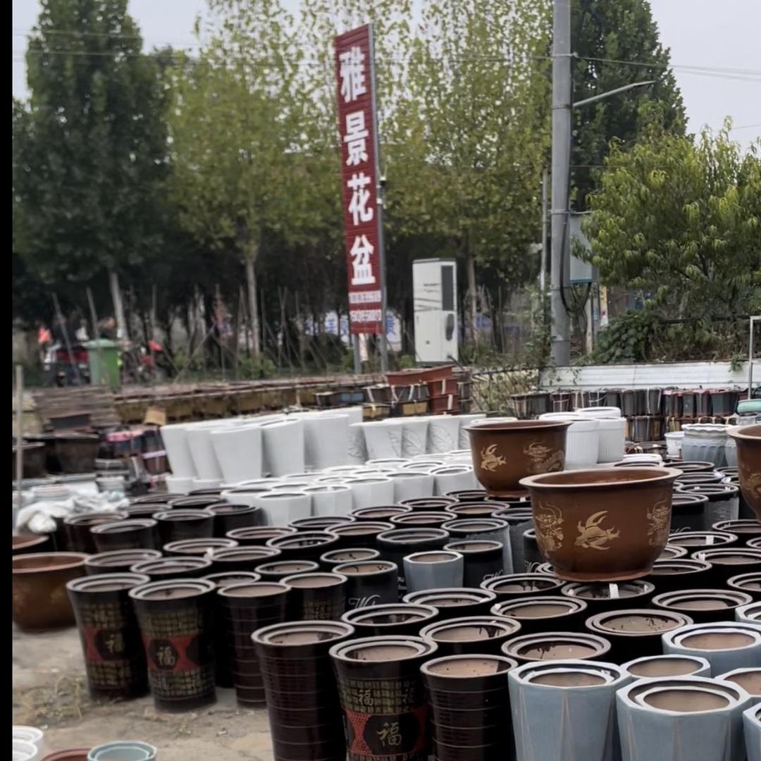 偃师府店 雅景花盆。（三角梅盆景）