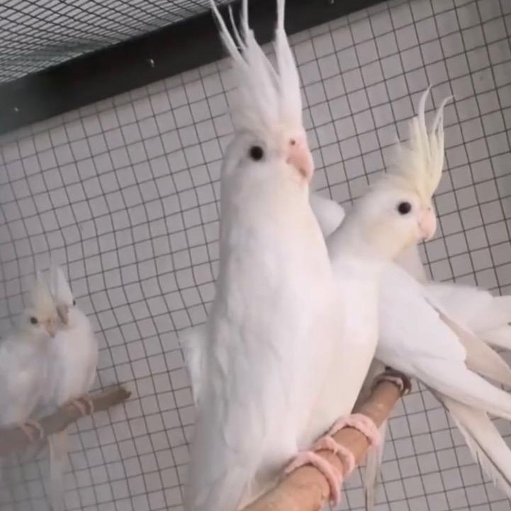 辽宁领航–特色玄凤