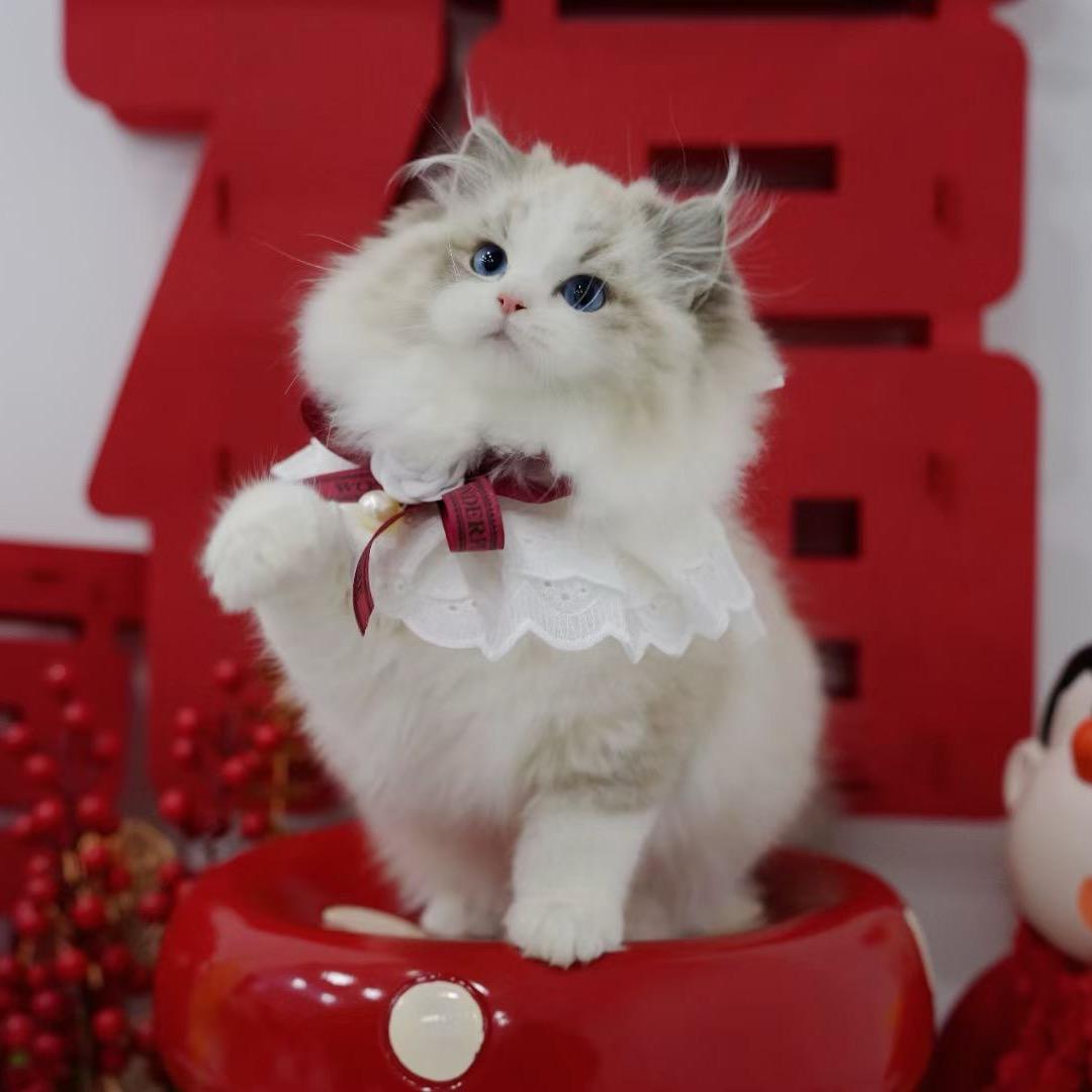 ST布偶猫舍