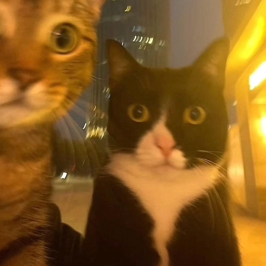 斑马还没有睡🌾