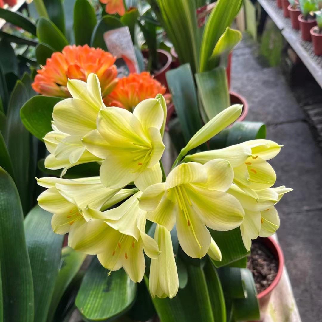 绚丽精品君子兰