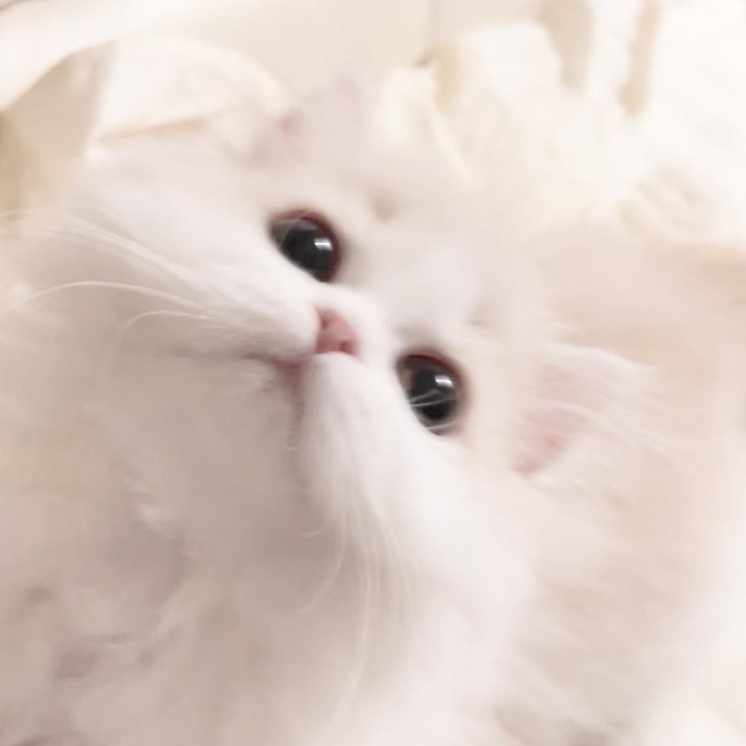 佳音