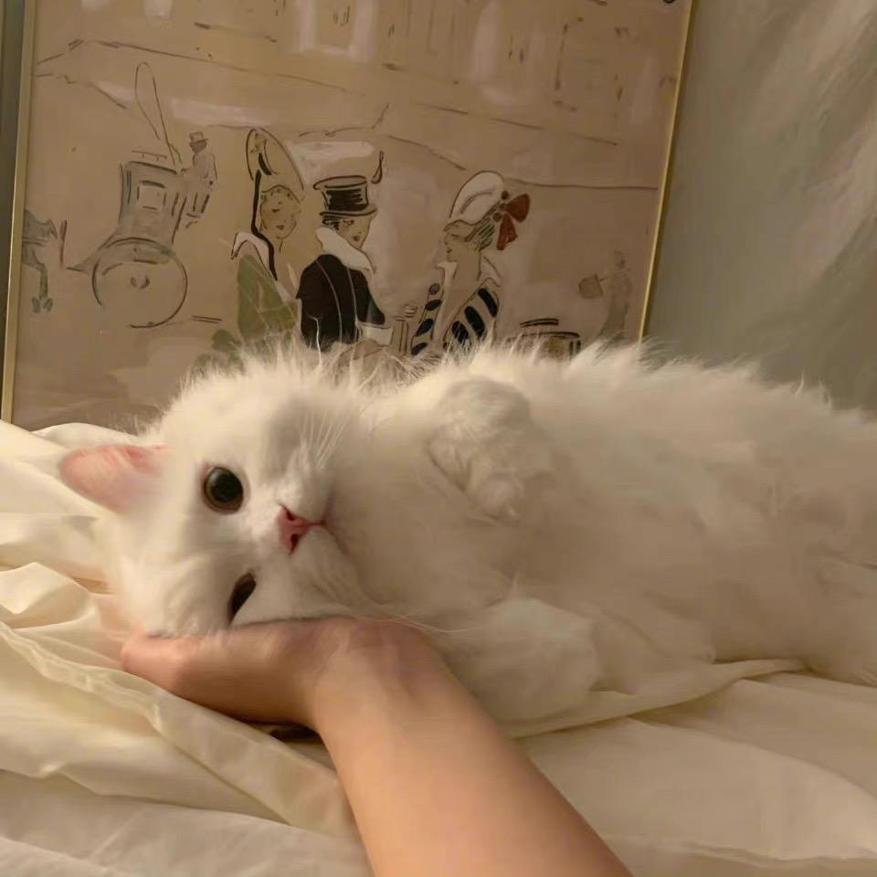 洋芋头