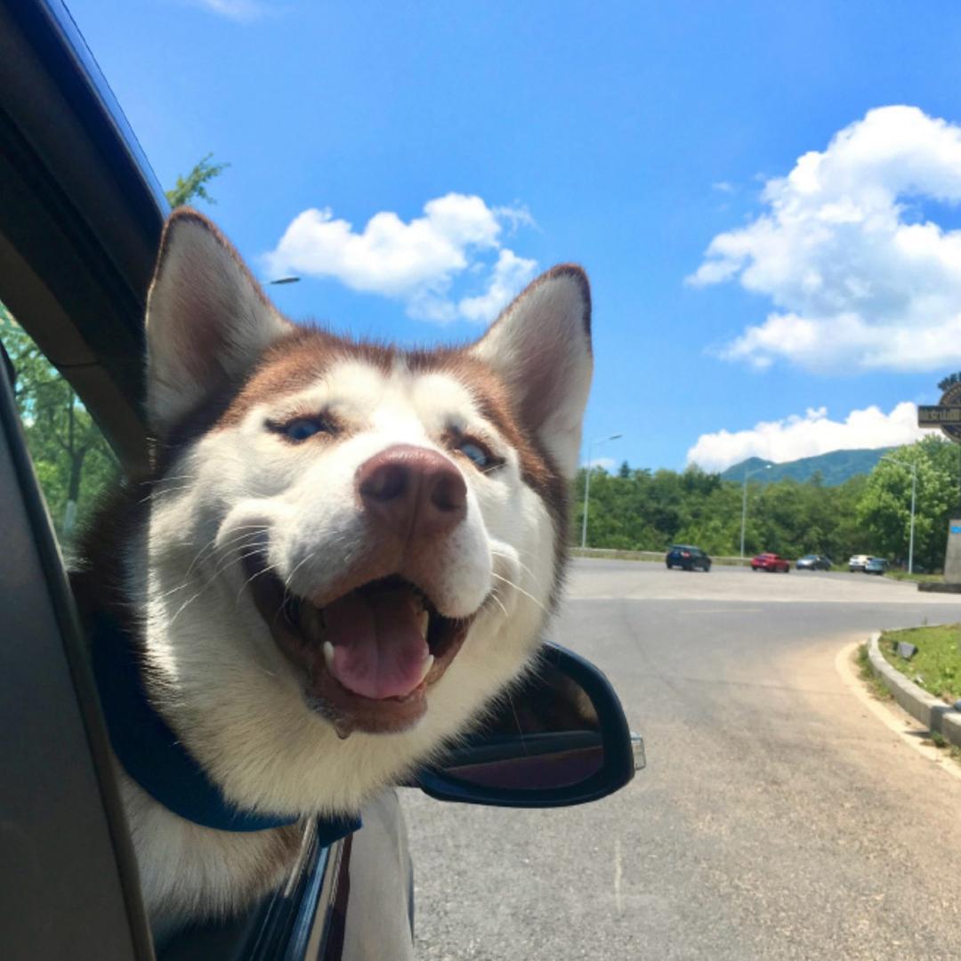 狐狸(破价甄选)